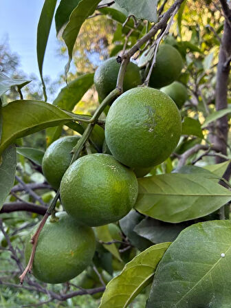 Mandalina(Mandarina) Erkenci