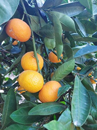 Doğal Bizden Doğal Fermantasyon Mandalina Sirkesi Yumuşak İçim 500ml CAM 2li