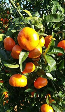 6 yaş saksılı mandalina ağacı