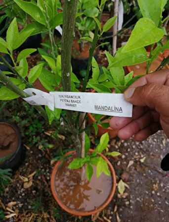 6 yaş saksılı mandalina ağacı