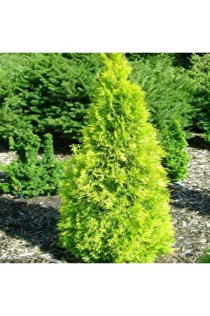 Altuni Mazı Fidanı 25-35 cm 