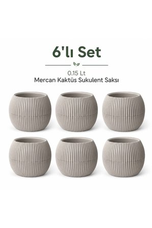 Mercan Kaktüs Sukulent Mini Bitki Saksısı 6lı Set