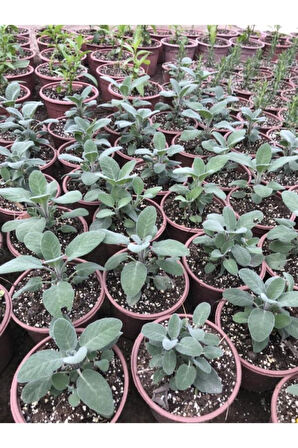 Tıbbi Adaçayı Fidanı 10-20 Cm 1 Adet Salvia