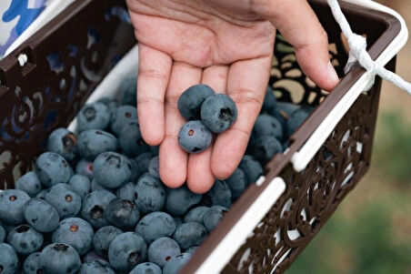 Yaban mersini (100 gr)