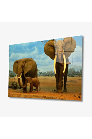  Miyrem Glasses Collection -A1^#  Filler Hayvan Cam Tablo