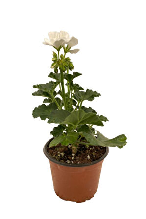 Kum Beyaz Sardunya Çiçeği Fidesi 10-20 cm 