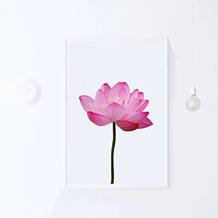 Lotus Çiçeği, Çiçek Fotoğrafçılığı, Lotus Çiçeği Poster Sanatı