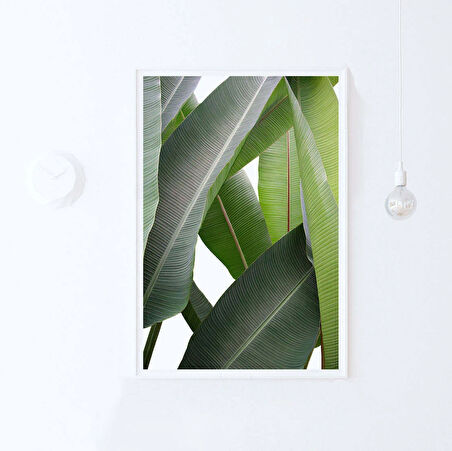 BİTKİ SANATI Muz Yaprağı