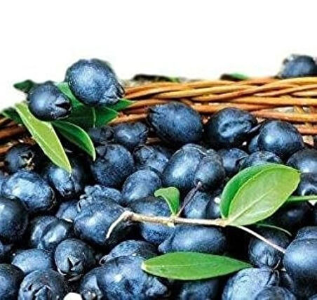 Doğaşık 20-30 cm Siyah Mersin Murt Fidanı 1-2 yaş arası saksılı