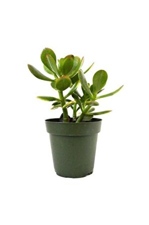 Para Çiçeği 10-20 cm Saksıda Crassula Ovata