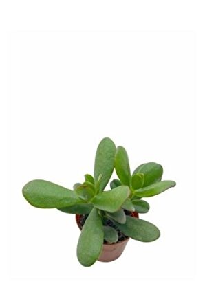 Para Çiçeği 10-20 cm Saksıda Crassula Ovata