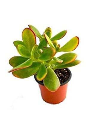 Para Çiçeği 10-20 cm Saksıda Crassula Ovata