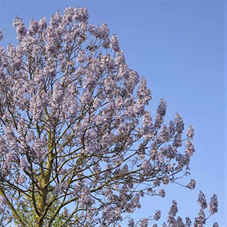 15-25 cm Pavlonya (Paulownia) Fidanı | Hızlı Büyüyen Çin Kavağı