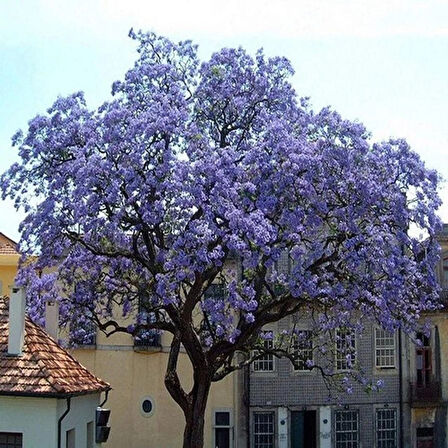 15-25 cm Pavlonya (Paulownia) Fidanı | Hızlı Büyüyen Çin Kavağı