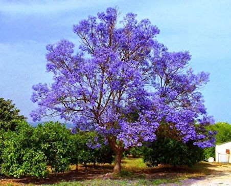 15-25 cm Pavlonya (Paulownia) Fidanı | Hızlı Büyüyen Çin Kavağı