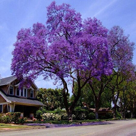 15-25 cm Pavlonya (Paulownia) Fidanı | Hızlı Büyüyen Çin Kavağı