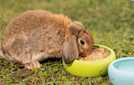 Tavşan, Hamster ve ginepigler için süper pelet besi  yemi  1 kg
