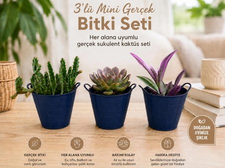3’lü Mini Gerçek Kaktüs Sukulent Bitki Seti – Dekoratif Saksılı Modern Masa Üstü
