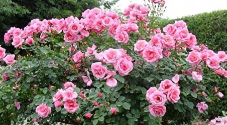 Pembe Yediveren Gül Fidanı Polyanna 1 Adet 15-25 Cm