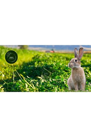 POLY Kemirgen DOĞAL KURU YONCA KEMİRGEN OTU-TAVŞAN-GİNEPİG-HAMSTER 3000 Gr