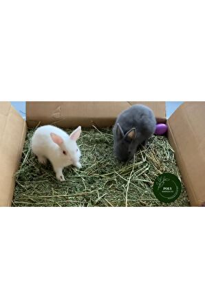 POLY Kemirgen DOĞAL KURU YONCA KEMİRGEN OTU-TAVŞAN-GİNEPİG-HAMSTER 3000 Gr