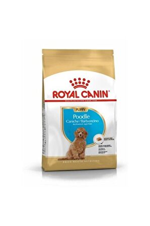 Poodle Puppy Yavru Köpek Mamasi 3 Kg