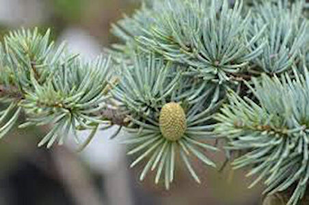 Bahçeniz İçin Mavi Atlas Sediri - Cedrus Atlantica Glauca Fidanı 2-3yaş arası tüplü