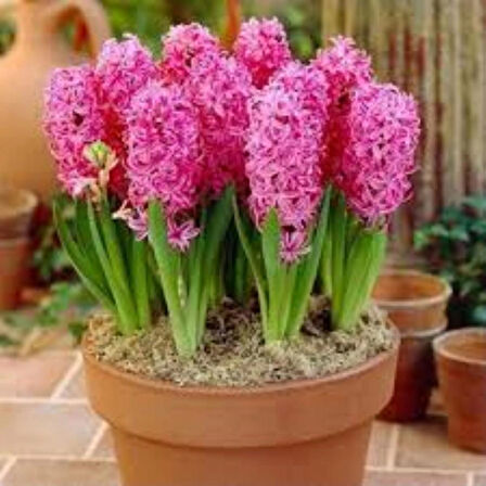 Pink Pearl Pembe Sümbül Soğanı – 5 Adet