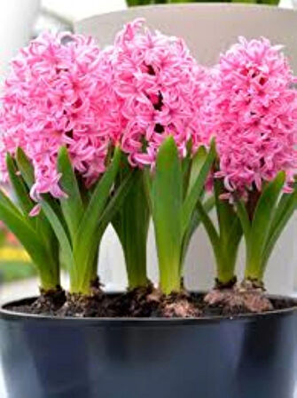 Pink Pearl Pembe Sümbül Soğanı – 5 Adet