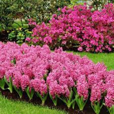 Pink Pearl Pembe Sümbül Soğanı – 5 Adet