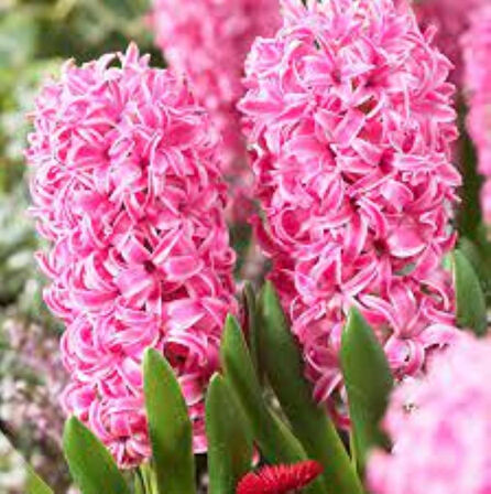 Pink Pearl Pembe Sümbül Soğanı – 5 Adet