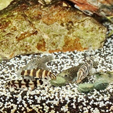 1000 Adet Jbl Pro Novo Botia Tab M Tablet Yem