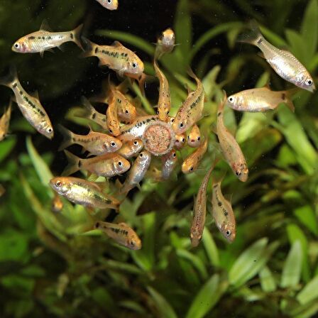 1000 Adet Jbl Pro Novo Tab M, Protein İçerikli Tablet Yem