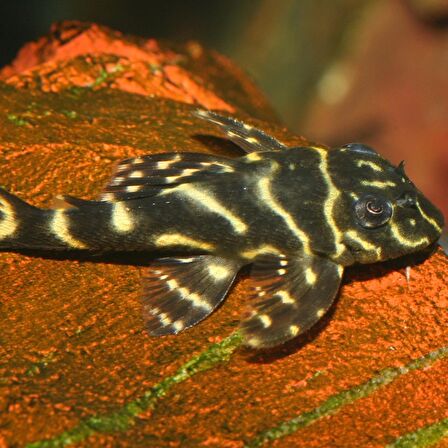 100 Gram Jbl Pro Novo Pleco Wafer M Vatoz İçin Tablet Yem