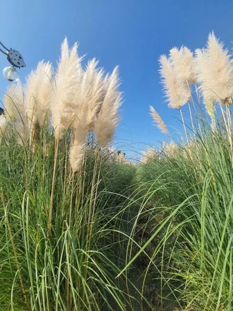 Beyaz Püsküllü Pampas Otu Fidanı 1-2 Yaş Tüplü