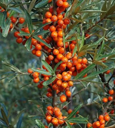 Yalancı İğde Ağacı (Hippophae rhamnoides): C Vitamini Deposu