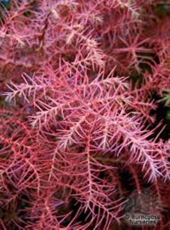 Cryptomeria japonica Elegans Kadife Çam fidanı 40-60 cm arası
