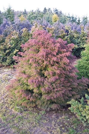 Cryptomeria japonica Elegans Kadife Çam fidanı 40-60 cm arası