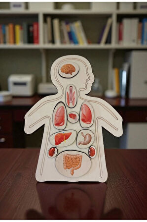 Ahşap Renkli Organlar - Öğrenmeye Yardımcı Ahşap Oyuncak