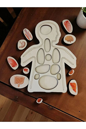 Ahşap Renkli Organlar - Öğrenmeye Yardımcı Ahşap Oyuncak