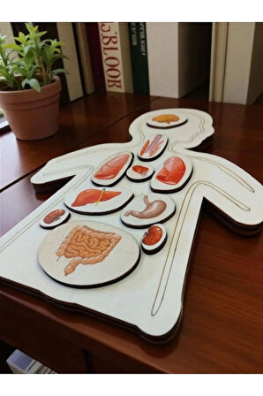 Ahşap Renkli Organlar - Öğrenmeye Yardımcı Ahşap Oyuncak