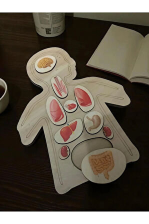 Ahşap Renkli Organlar - Öğrenmeye Yardımcı Ahşap Oyuncak