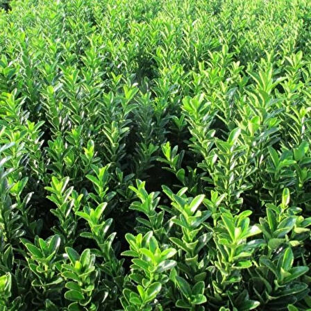 Sütun Taflan Green Rocket 15-20 cm Saksılı: Bahçenize Yeşil Bir Dokunuş 1-2 yaş arası