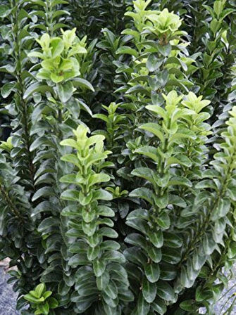 Sütun Taflan Green Rocket 15-20 cm Saksılı: Bahçenize Yeşil Bir Dokunuş 1-2 yaş arası