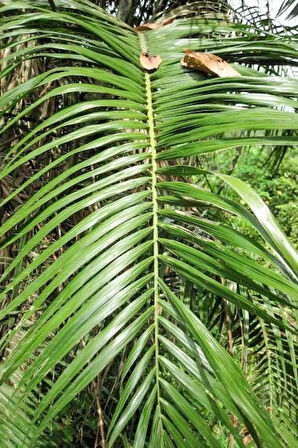 "Palmiye Fidanı (Arecaceae)  - Sağlıklı ve Gösterişli Bahçe Bitkisi"1-2 yaş tüplü