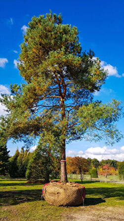 50-60 cm Sarıçam (Pinus sylvestris) Fidanı - Bahçe ve Peyzaj İçin 2 yaş tüplü