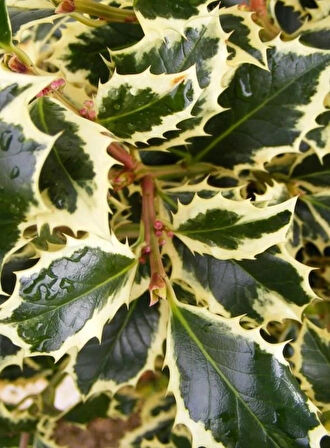 Osmanthus heterophyllus Alacalı Fidan - Aromatik ve Göz Alıcı Çalı 1-2 yaş arası 20-40 cm