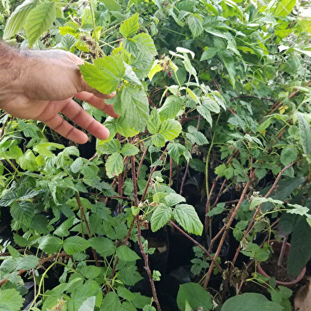 Rubus idaeus L. Yediveren Ahududu Fidanı, Torbada