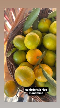mandalina (satsuma rize)