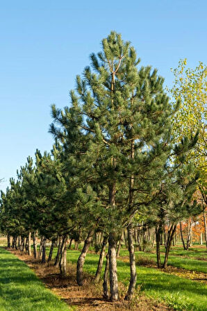 Karaçam Fidanı (Pinus nigra) - 50-60 cm Boyunda Dayanıklı ve Hızlı Büyüyen İğne Yapraklı Ağaç